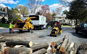 Best Emergency Tree Removal  in Elmendorf, TX